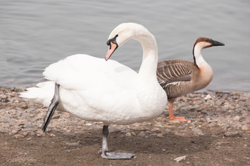 white Swan standing