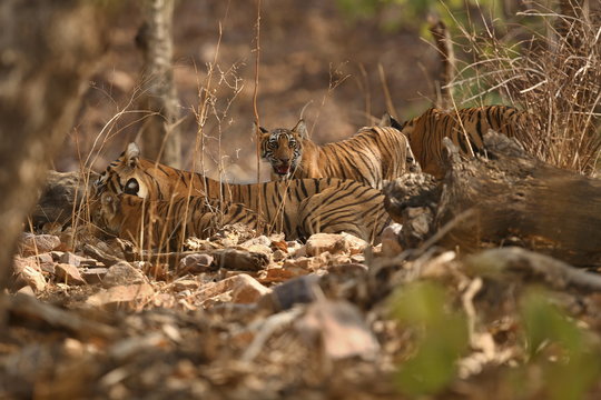 Tiger female and her cub with a dead axis deer/wild animals after hunt in the nature habitat/India