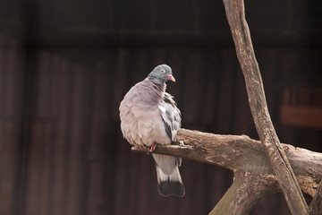WOODPIGEON (Columba palumbus)