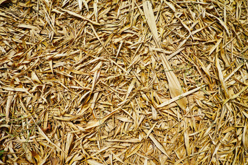 Dry bamboo leaf on ground.