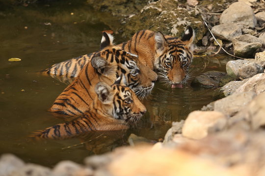 Tiger female and her cub with playing in the watter/wild animals in the nature habitat/wild india/tigers love watter play