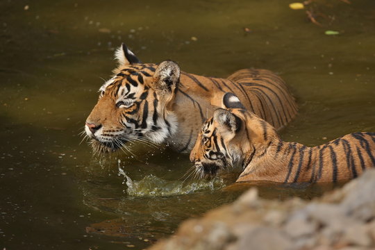 Tiger female and her cub with playing in the watter/wild animals in the nature habitat/wild india/tigers love watter play