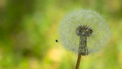 Verblühter Löwenzahn, Pusteblume