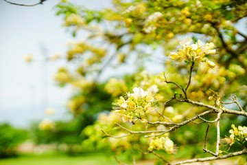 Obraz premium Orange flowers tree in park.