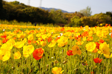 yellow and orange flowers 