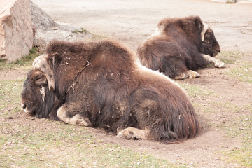 Fototapeta premium Two ovibos moschatus lying on the ground closeup