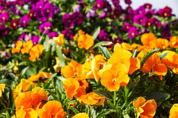 colorful Begonia and primroses flowers in the garden