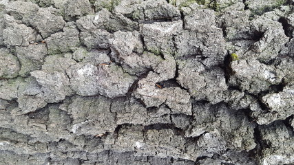 Old tree bark texture with big cracks