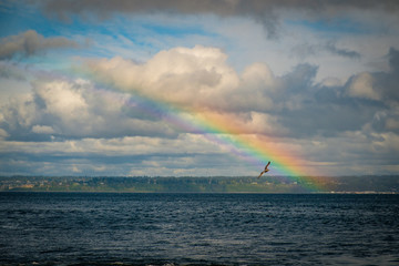 Rainbow over ocean with flying seagull