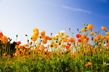 Obraz premium colorful flowers, 