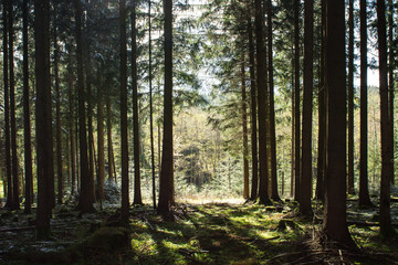 Obraz premium Fichtenwald