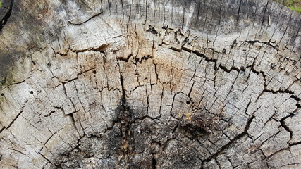 Colorful texture of old tree stump with big cracks