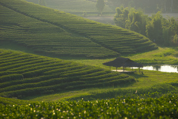 Green tea farm on hill and small shelter, Chiang Rai, Thailand