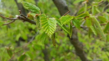 Tree leaves with blurred background in spring