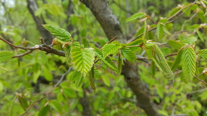 Tree leaves with blurred background in spring