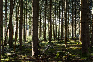 Obraz premium Forstwirtschaft - Erneuerbare Energien