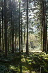 Obraz premium Fichtenwald 