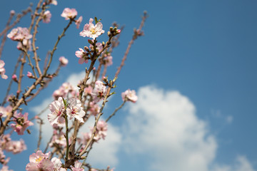 Almond flower trees at spring