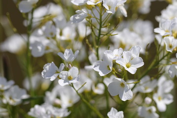 Blüten der Kaukasus-Gänsekresse im Frühling
