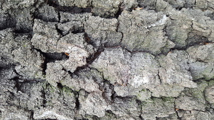 Old tree bark texture with big cracks
