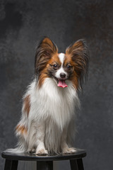 Studio portrait of a small yawning puppy Papillon