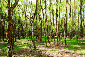 English woodland coming to life in spring