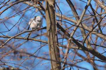 Long-tailed tit on a tree