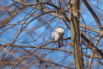 Long-tailed tit on a tree