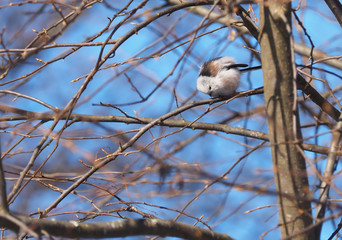 Long-tailed tit on a tree