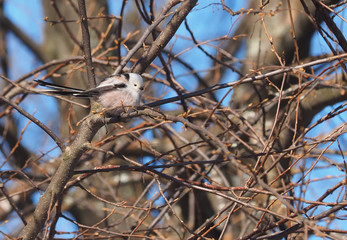 Long-tailed tit on a tree
