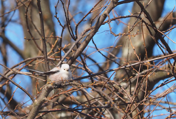 Long-tailed tit on a tree