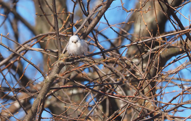 Long-tailed tit on a tree