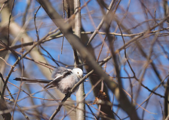 Long-tailed tit on a tree