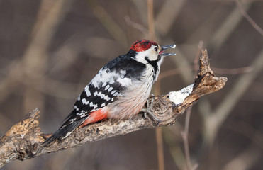 great spotted woodpecker in the forest