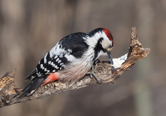 great spotted woodpecker in the forest