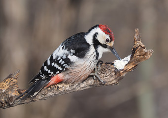 great spotted woodpecker in the forest