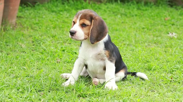 beagle puppy looking for something