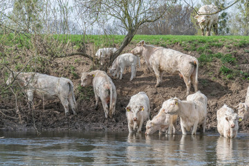 Obraz premium Herde Kühe – durstig am Fluss