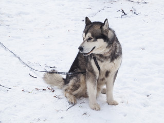 Malamute in the snow