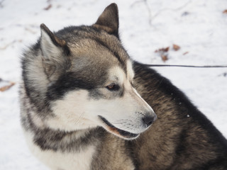 Malamute in the snow