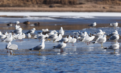 Gulls on the river