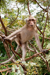 Macaque monkey sitting on a tree	