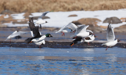 Duck Bucephala clangula on the river