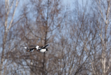 Duck Bucephala clangula on the river