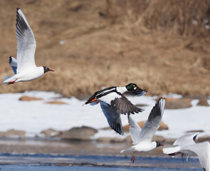 Duck Bucephala clangula on the river