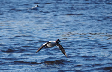 Duck Bucephala clangula on the river