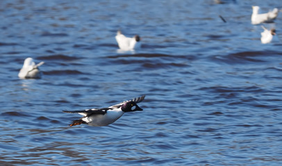 Duck Bucephala clangula on the river
