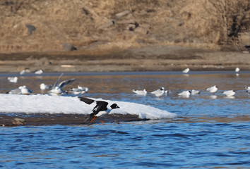 Duck Bucephala clangula on the river