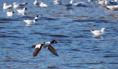 Duck Bucephala clangula on the river