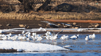 Gulls on the river